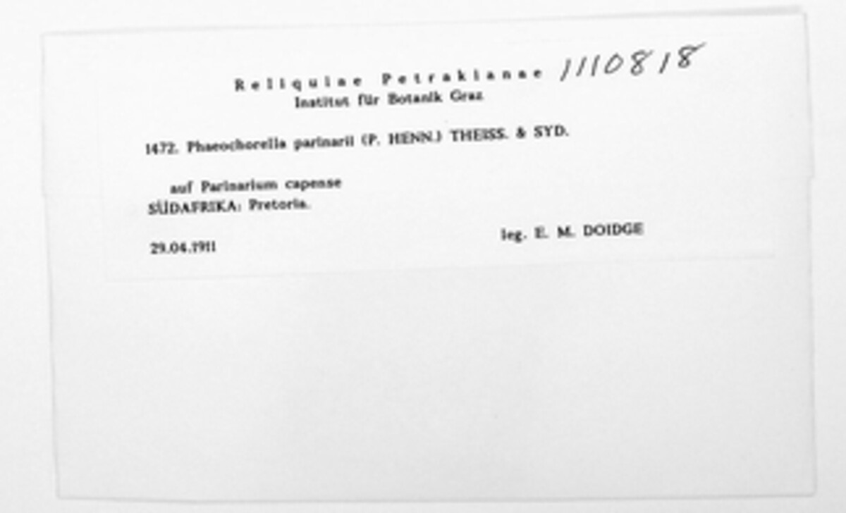 Phaeochorellaceae image